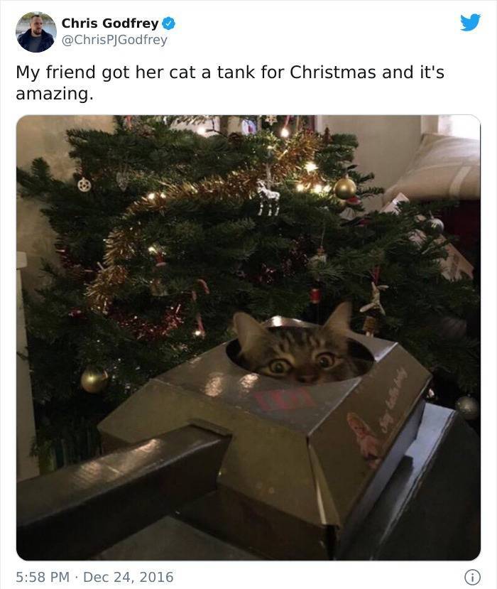 tree - Chris Godfrey My friend got her cat a tank for Christmas and it's amazing.