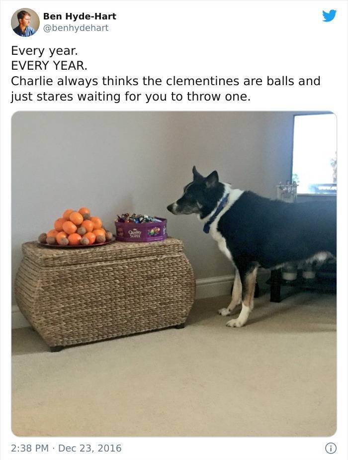 dog - Ben HydeHart Every year. Every Year. Charlie always thinks the clementines are balls and just stares waiting for you to throw one. Quality