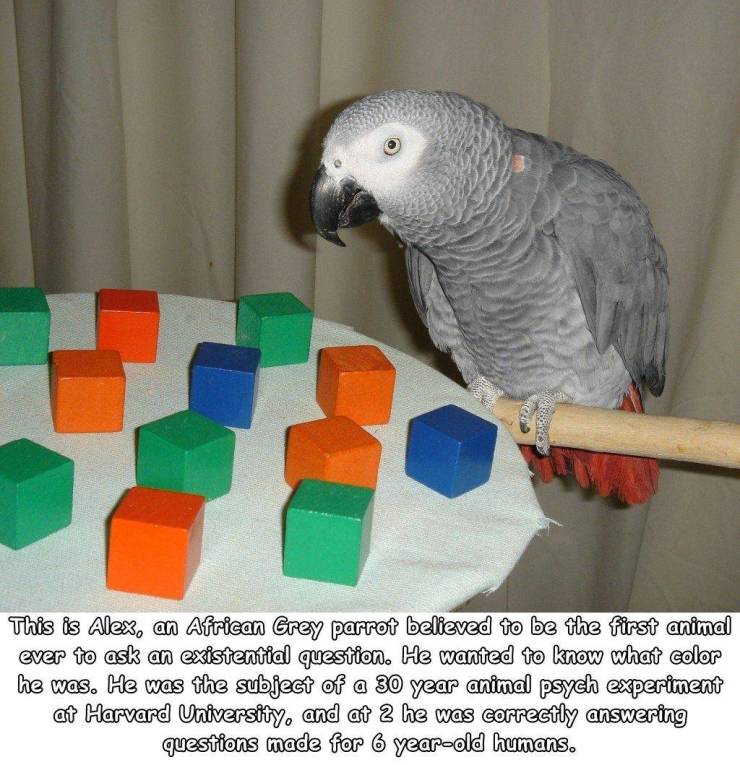 african grey - This is Alex, an African Grey parrot believed to be the first animal ever to ask an existential question. He wanted to know what color he was. He was the subject of a 30 year animal psych experiment at Harvard University and at 2 he was cor