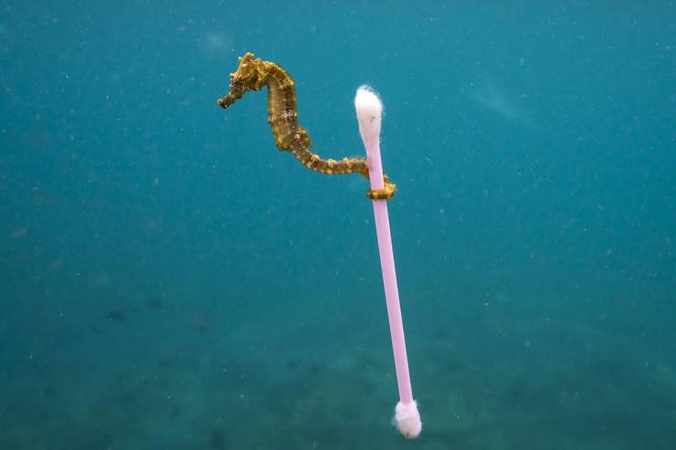 seahorse with q tip