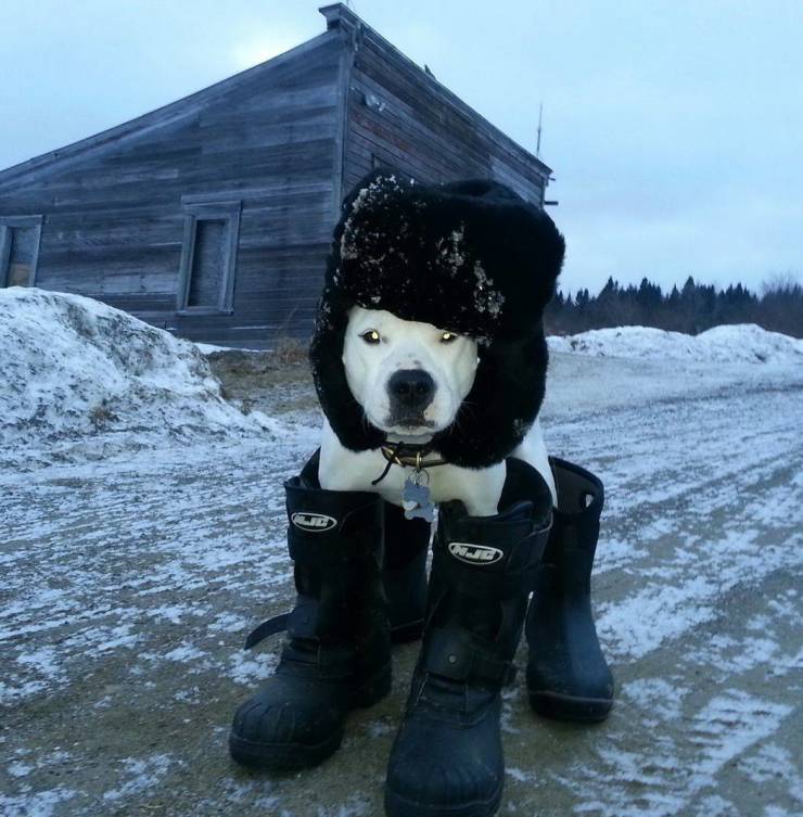 dog with snow boots - Lie
