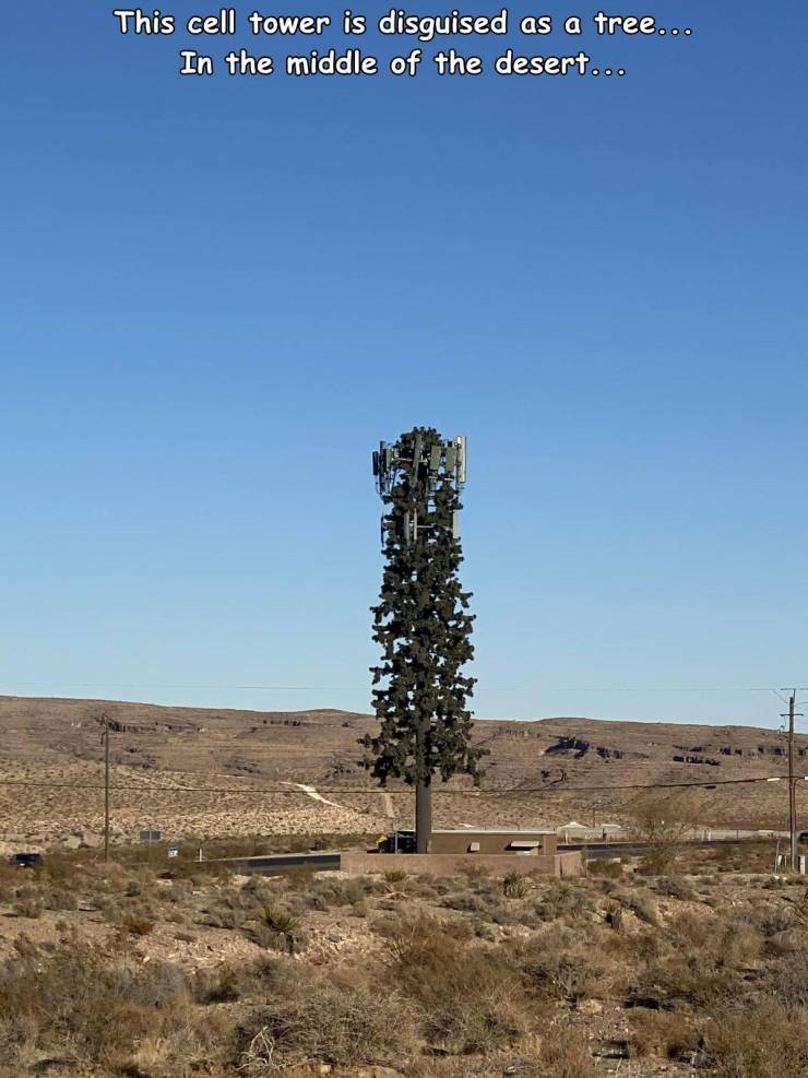 sky - This cell tower is disguised as a tree... In the middle of the desert...