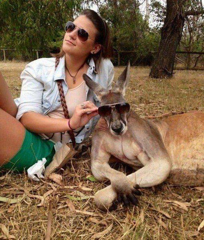 kangaroo with sunglasses