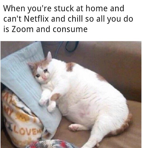 meme zoom cat - When you're stuck at home and can't Netflix and chill so all you do is Zoom and consume Slove