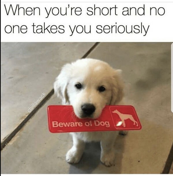 happy dog meme - When you're short and no one takes you seriously chillawack Beware of Dog