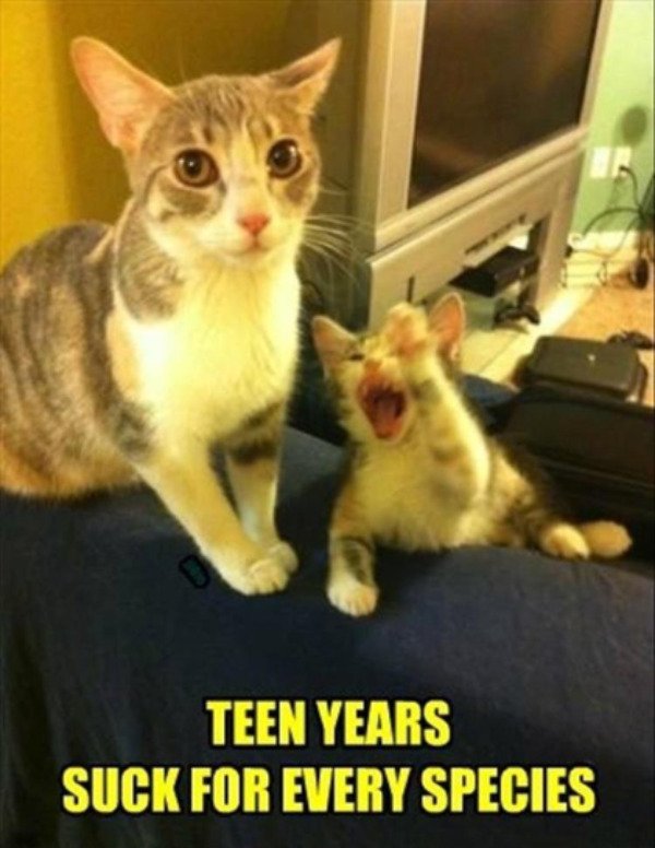 Lolcat - Teen Years Suck For Every Species
