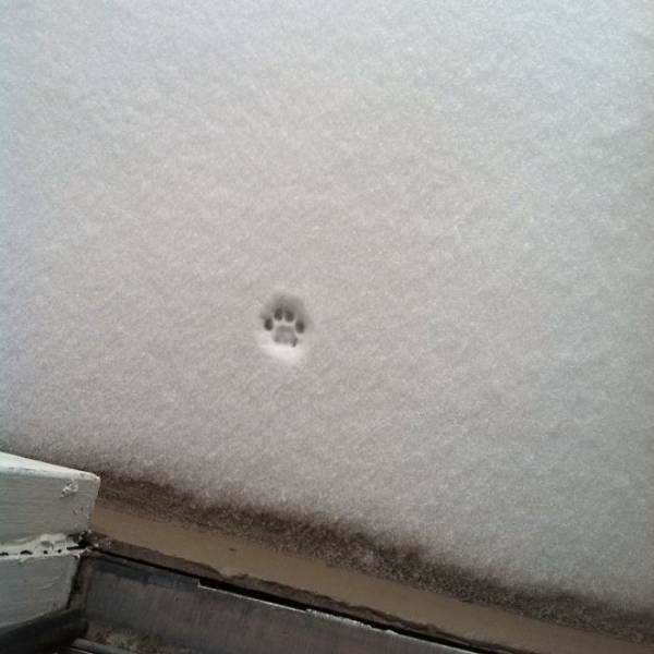 cat paw snow