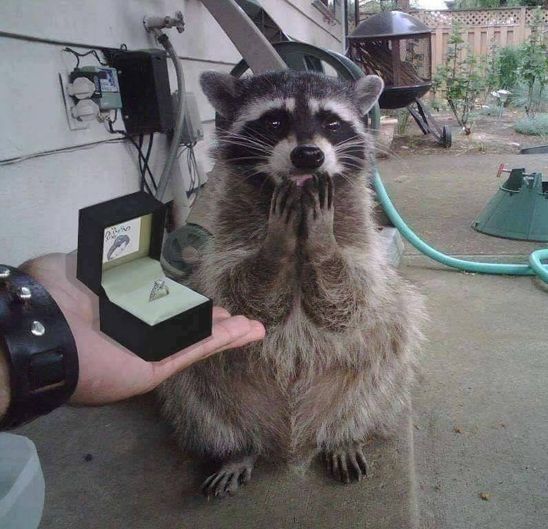 racoon she said yes
