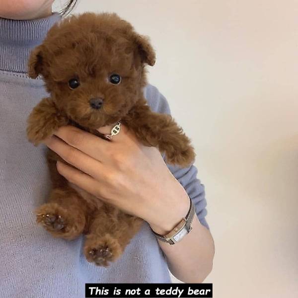 teddy bear pies - This is not a teddy bear