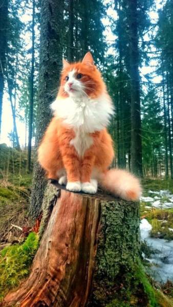 norwegian forest cat on stump - 1,