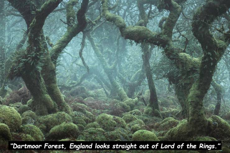 enchanted forest devon england - "Dartmoor Forest, England looks straight out of Lord of the Rings."