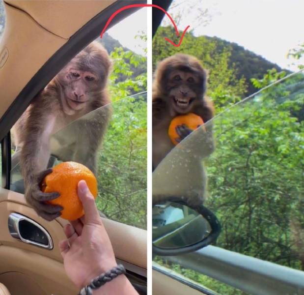 happy monkey with orange