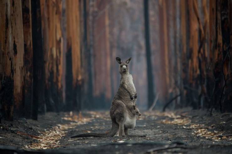australian fires 2020 animals