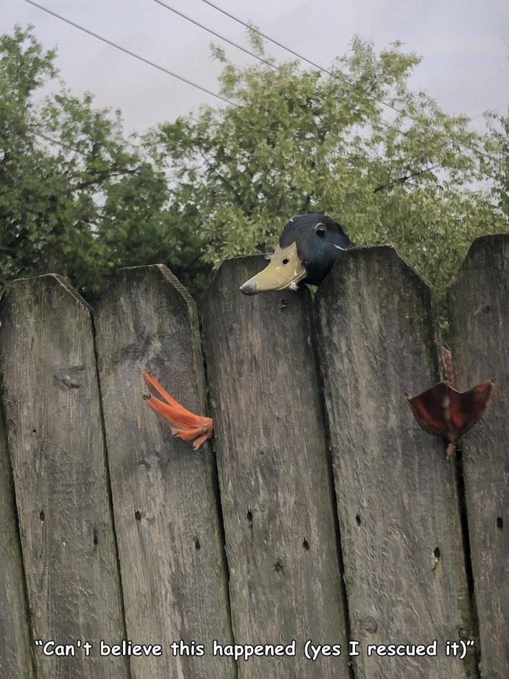 duck on a fence - "Can't believe this happened yes I rescued it".