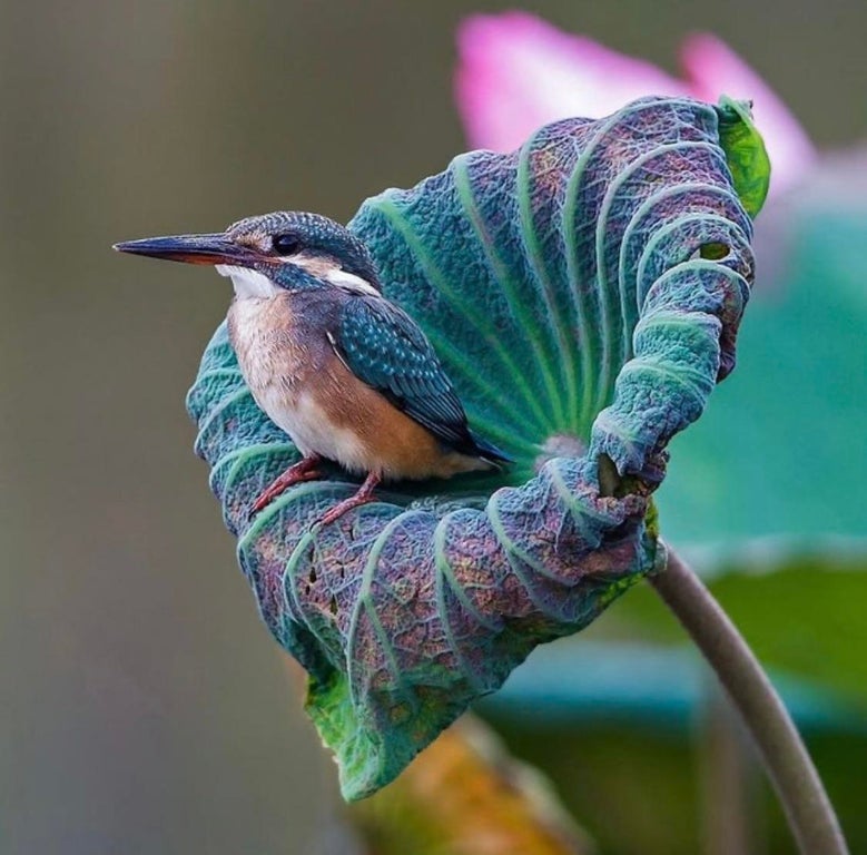 bird sitting on flower