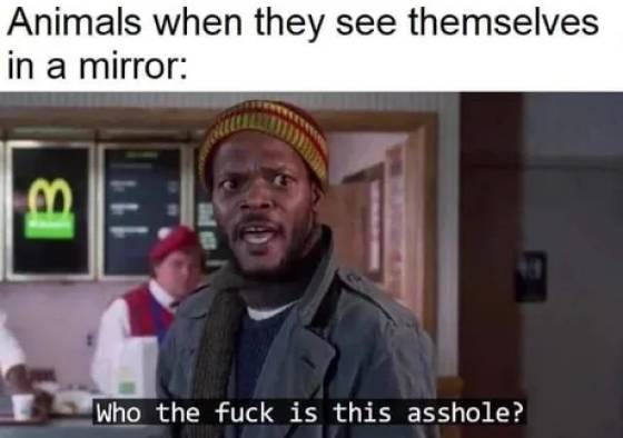 dementia patient memes - Animals when they see themselves in a mirror B Who the fuck is this asshole? ?