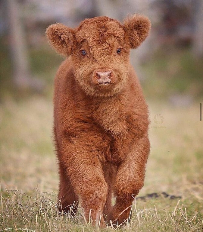 highland cattle calf -