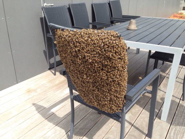 bees on a chair