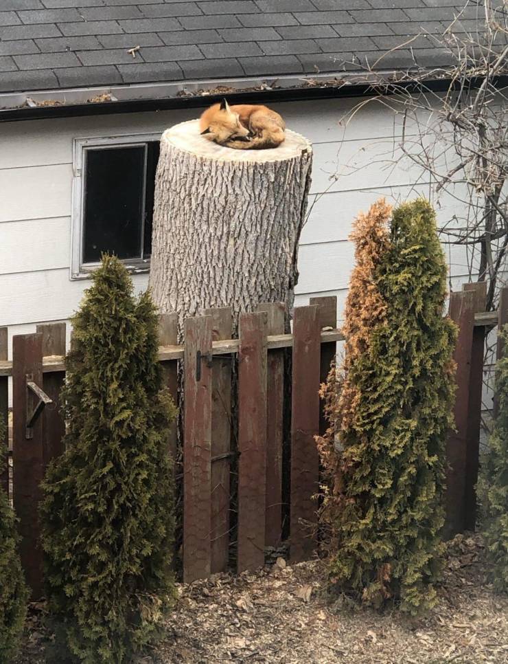 fox sleeping on tree stump