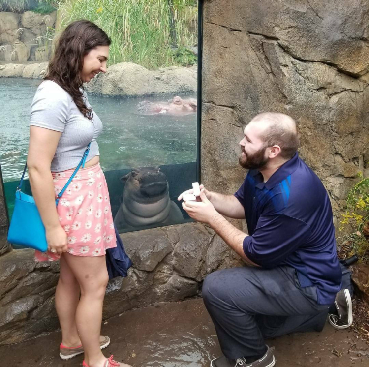 fiona hippo proposal