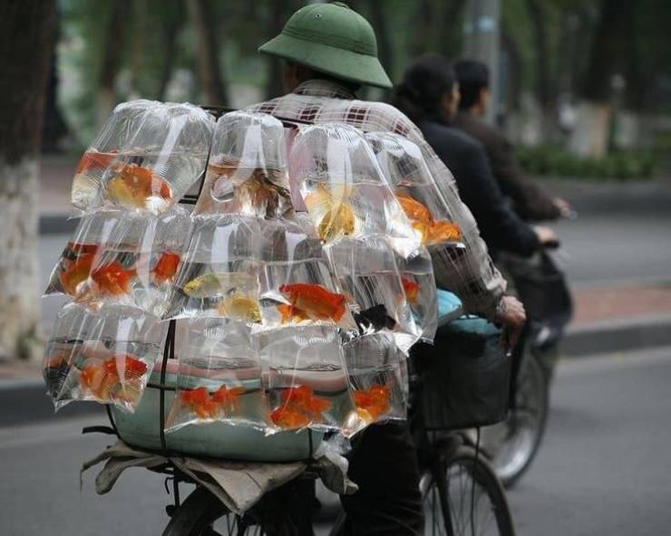 vietnam selling goldfish