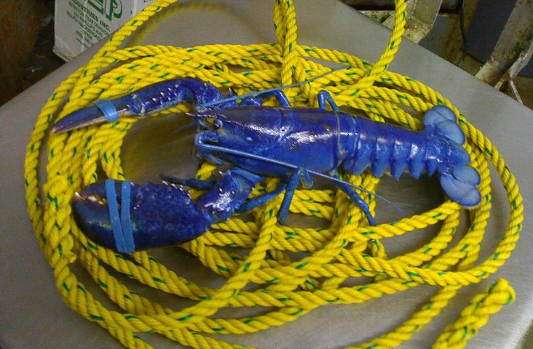 funny pictures -- rare blue lobster