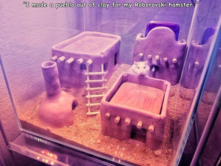 funny pictures - I made a pueblo out of clay for my roborovski hamster