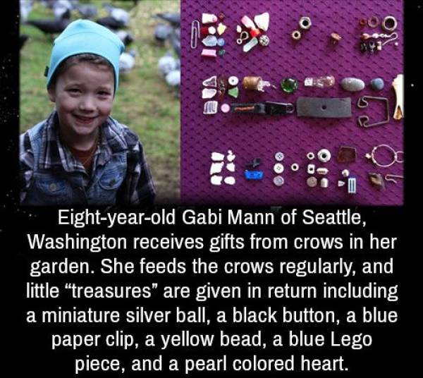 funny pictures - Eight year old Gabi Mann of Seattle, Washington receives gifts from crows in her garden. She feeds the crows regularly, and little