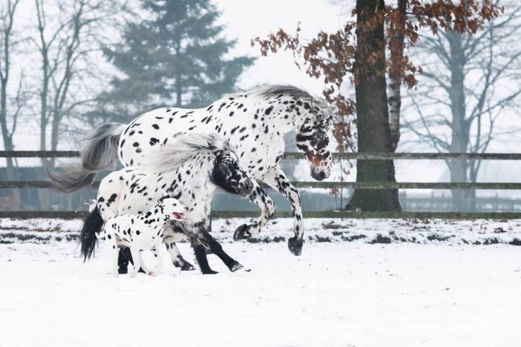 funny pictures - beautiful mini horse and horse spotted white and black polka dots playing in the snow