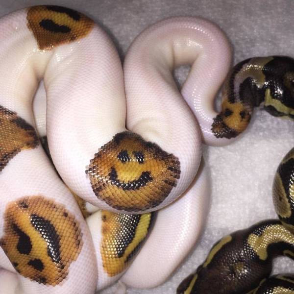 funny pictures - smiley face on snake skin