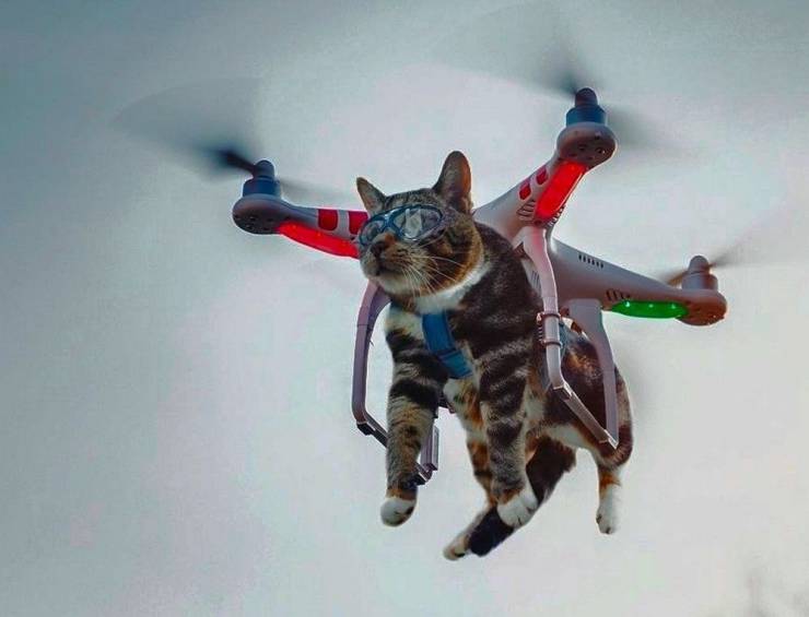 funny pictures - cat flying strapped to a drone