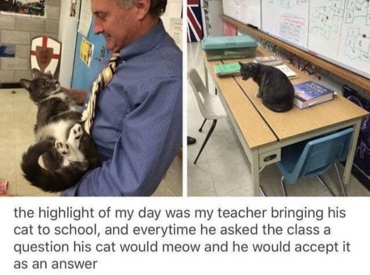funny pictures - the highlight of my day was my teacher bringing his cat to school, and everytime he asked the class a question his cat would meow and he would accept it as an answer