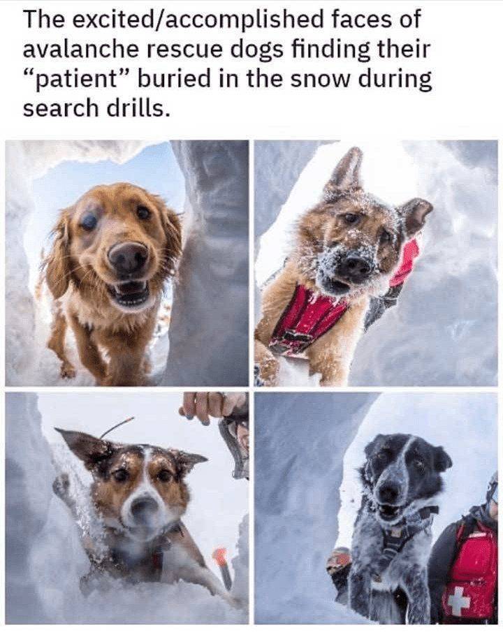 funny pictures - The excited accomplished faces of avalanche rescue dogs finding their