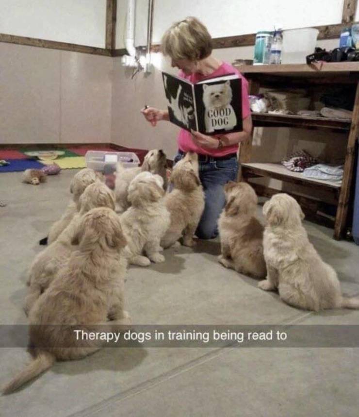 funny pictures - therapy puppies in training - Cood Dog Therapy dogs in training being read to