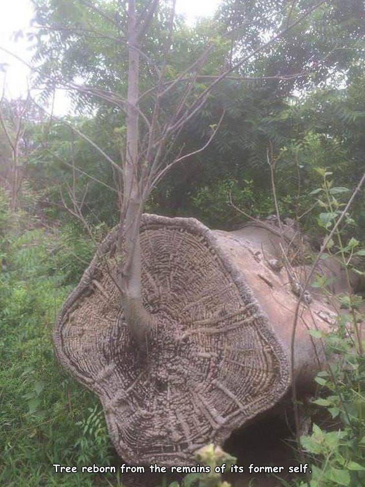 funny pictures - Tree reborn from the remains of its former self.