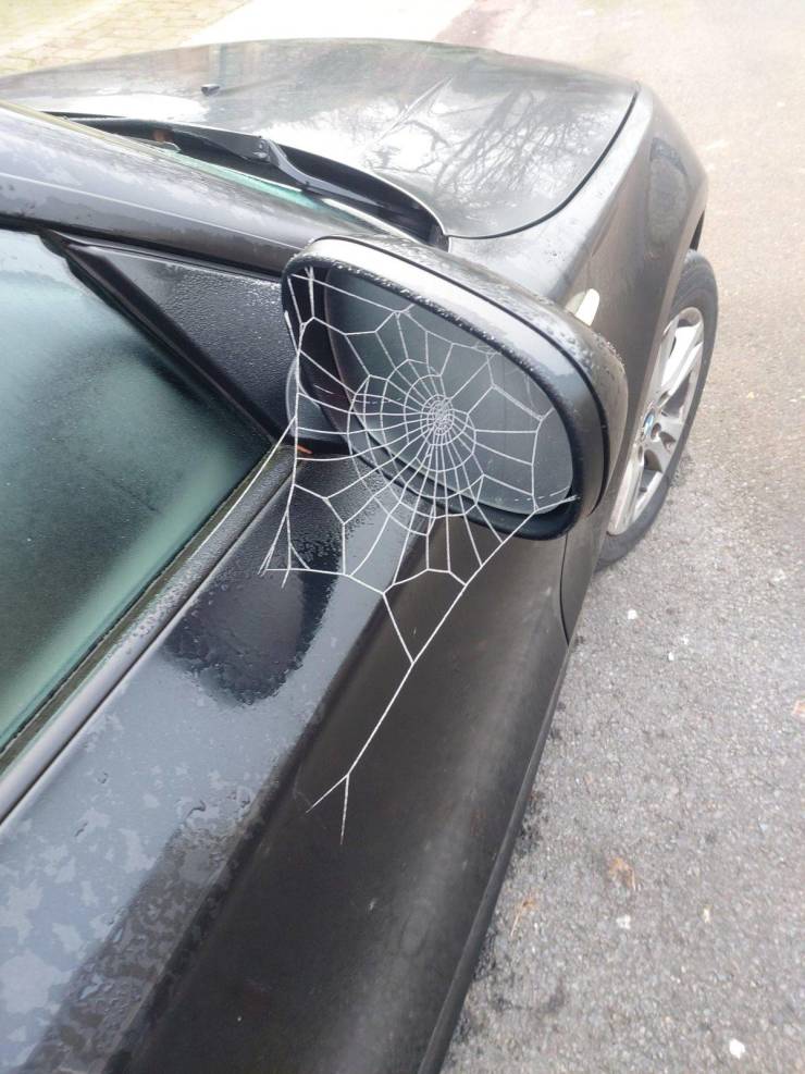 funny pictures - spider web on car side view mirror