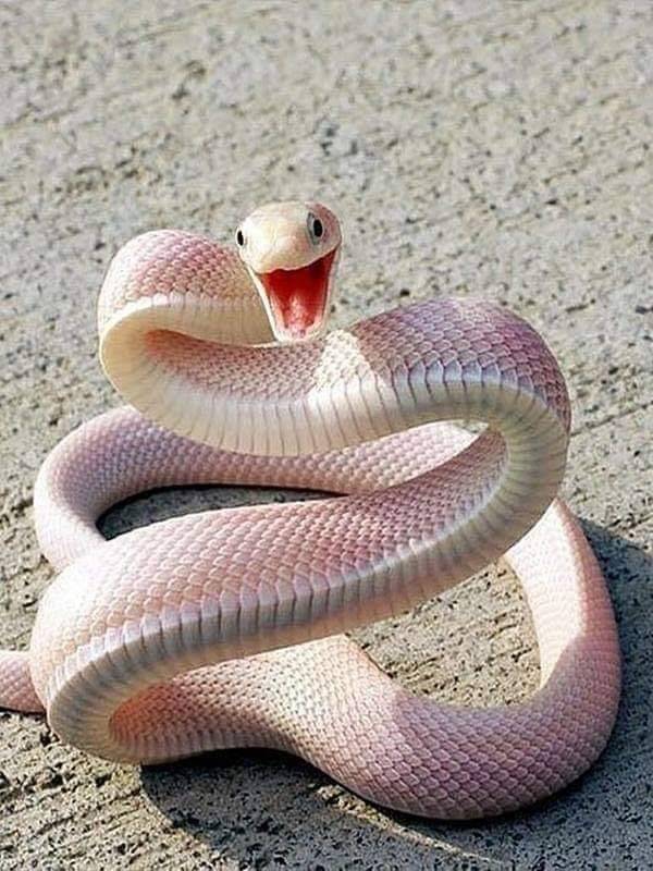 funny pictures - white and pink snake smiling