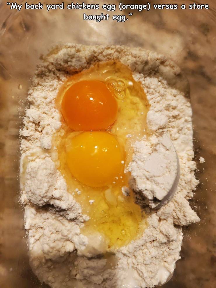 funny pictures - my backyard chicken egg (orange) versus a store bought egg