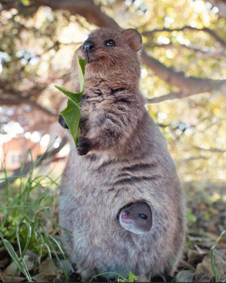 funny pictures - Quokka eating leaf with baby in its pouch