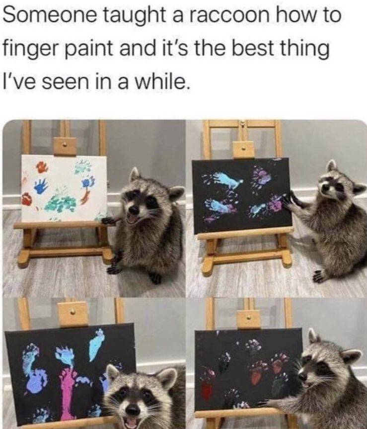 funny pictures - Someone taught a raccoon how to finger paint and it's the best thing I've seen in a while.