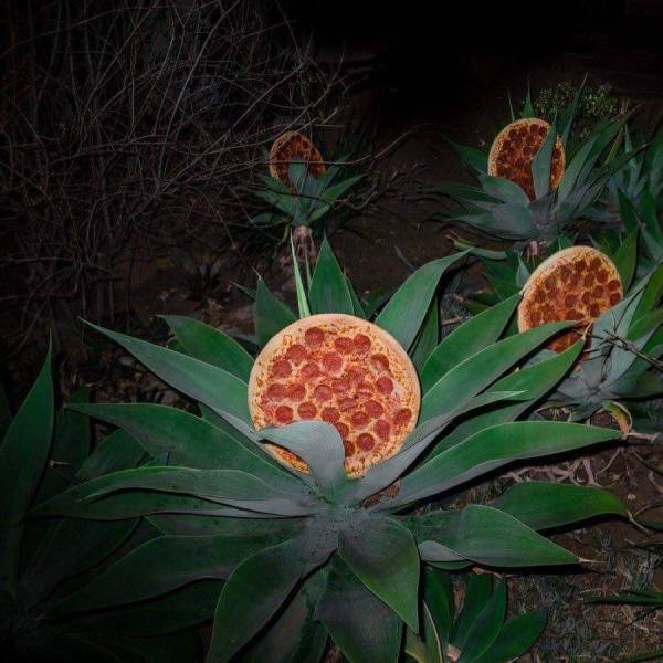 fun random pics - pizza in the wild