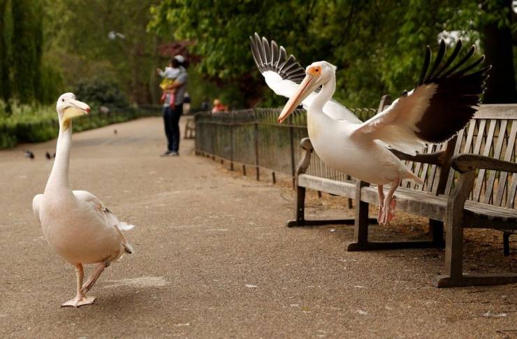 fun random pics - st james park london pelicans