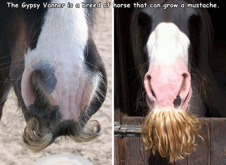 fun random pics - horses with moustaches - The Gypsy Vanner is a breed of horse that can grow a mustache.