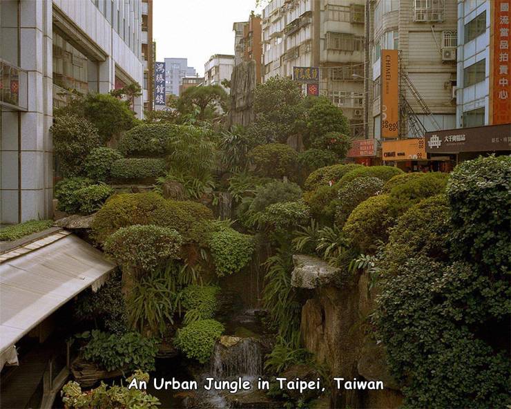 urban jungle taipei taiwan - Chimet 999 , , An Urban Jungle in Taipei, Taiwan