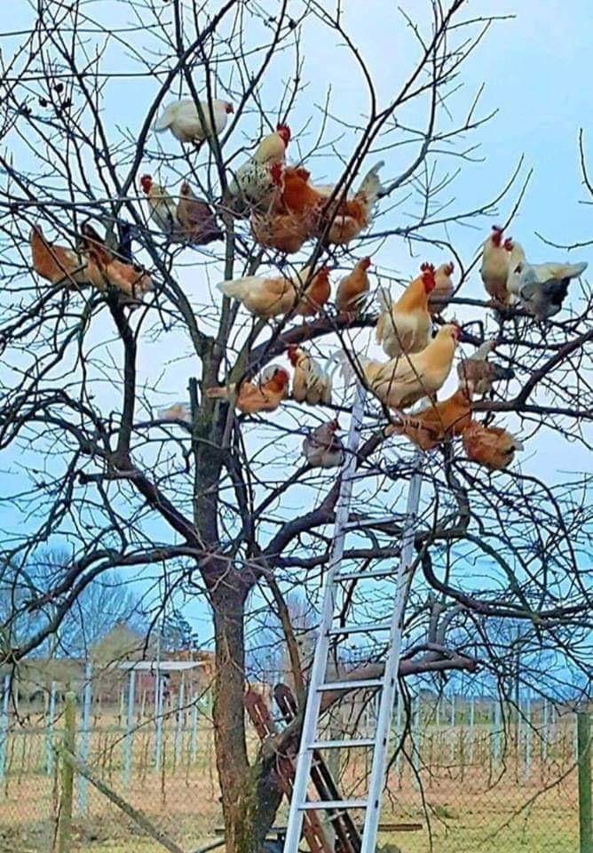 chicken tree