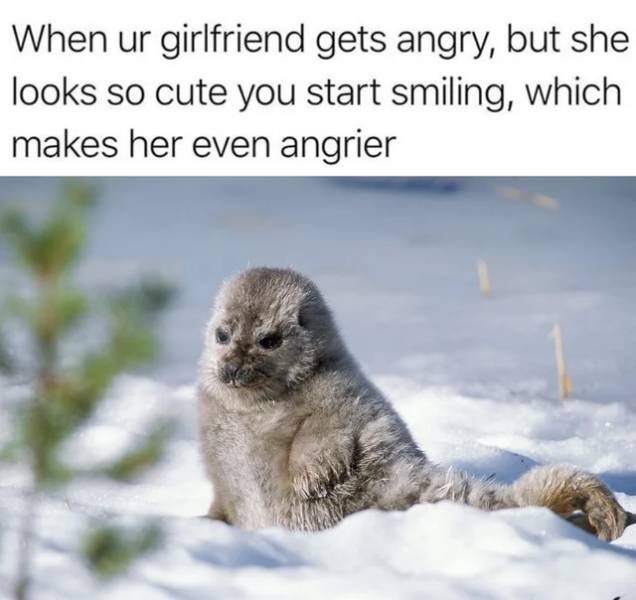 saimaa seals - When ur girlfriend gets angry, but she looks so cute you start smiling, which makes her even angrier