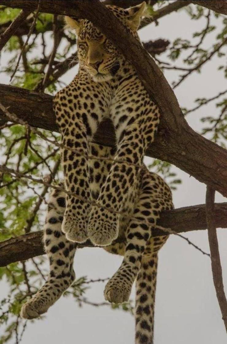 tree leopard