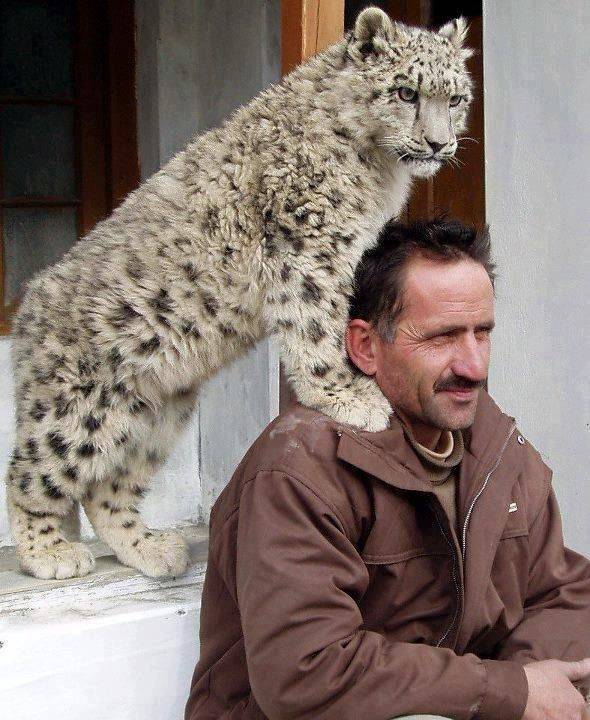 pet snow leopard pakistan