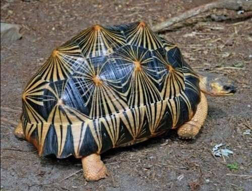 turtle shell hexagons in nature