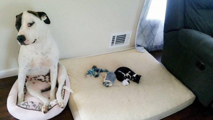 wtf pics - cat steals dog bed